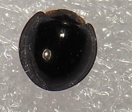 Réf. 244 713 : Chilocorus nigritus
